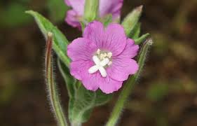 Attēlu rezultāti vaicājumam “Epilobium hirsutum flower”
