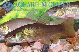 Image result for Tinca tinca