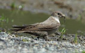 Image result for Ptyonoprogne rupestris