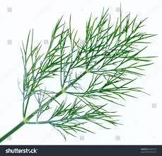 Attēlu rezultāti vaicājumam “Anethum graveolens leaf”