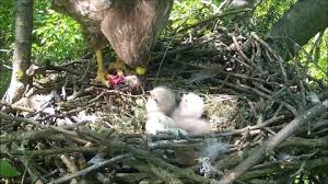 Attēlu rezultāti vaicājumam “Buteo buteo nest”