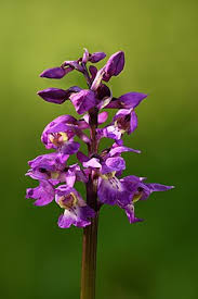 Attēlu rezultāti vaicājumam “Orchis mascula bud”