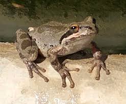 Image result for Bath Amphibians