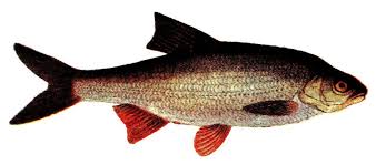 Attēlu rezultāti vaicājumam “Leuciscus idus”