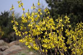 Attēlu rezultāti vaicājumam “Forsythia suspensa flower”