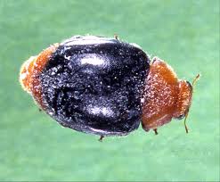 Image result for Cryptolaemus