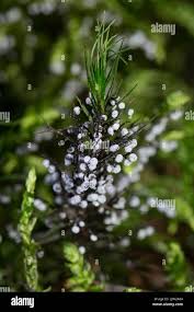 Attēlu rezultāti vaicājumam “Physarum leucopus stalked”