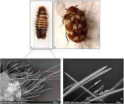 Attēlu rezultāti vaicājumam “Priobium carpini”