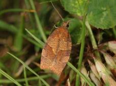 Attēlu rezultāti vaicājumam “Pandemis cinnamomeana female”