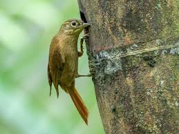 Attēlu rezultāti vaicājumam “Arcyria helvetica stalked”