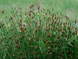 Attēlu rezultāti vaicājumam “Schoenus ferrugineus flower”