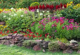 Image result for Astilbe