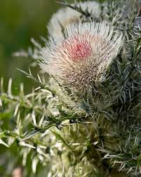 Attēlu rezultāti vaicājumam “Cirsium arvense flower”