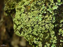 Attēlu rezultāti vaicājumam “Cladonia caespiticia”