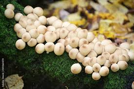 Attēlu rezultāti vaicājumam “Lycoperdon pyriforme”