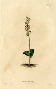 Attēlu rezultāti vaicājumam “Listera cordata fruit”