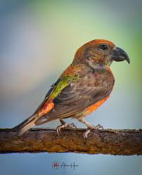 Attēlu rezultāti vaicājumam “Loxia pytyopsittacus male”