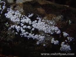 Attēlu rezultāti vaicājumam “Cylindrobasidium evolvens”