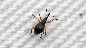 Attēlu rezultāti vaicājumam “Protapion sp.”