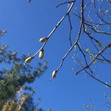 Attēlu rezultāti vaicājumam “Tilia cordata bud”