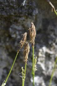Attēlu rezultāti vaicājumam “Carex sylvatica flower”