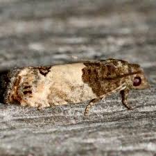 Attēlu rezultāti vaicājumam “Spilonota ocellana”