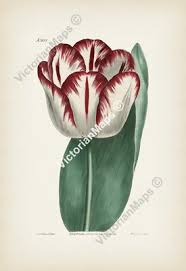 Attēlu rezultāti vaicājumam “Tulipa gesneriana flower”