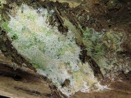 Attēlu rezultāti vaicājumam “Ceriporia viridans”