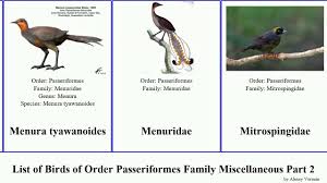 Attēlu rezultāti vaicājumam “Passeriformes”