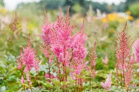 Image result for Astilbe