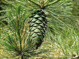 Attēlu rezultāti vaicājumam “Pinus pumila”