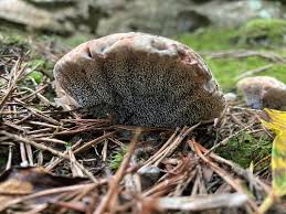 Attēlu rezultāti vaicājumam “Hydnellum sp.”