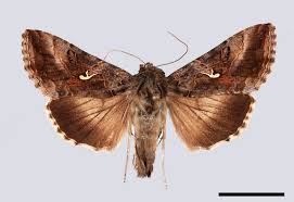 Attēlu rezultāti vaicājumam “Autographa gamma”