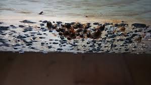 Image result for insect poop