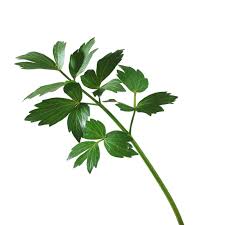 Attēlu rezultāti vaicājumam “Levisticum officinale leaf”