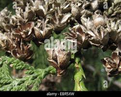 Attēlu rezultāti vaicājumam “Thuja plicata flower”