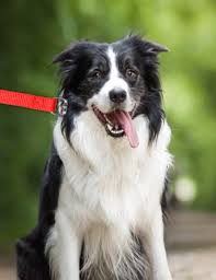 Afbeeldingsresultaat voor honden