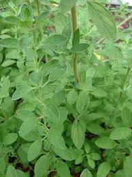 Image result for Origanum majorana