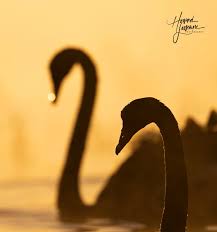 Attēlu rezultāti vaicājumam “Cygnus atratus”