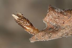 Attēlu rezultāti vaicājumam “Ancylis apicella”