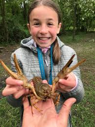 Attēlu rezultāti vaicājumam “Astacus leptodactylus”