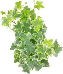 Attēlu rezultāti vaicājumam “Hedera helix  leaf”