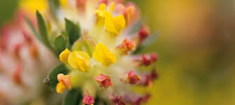 Attēlu rezultāti vaicājumam “Anthyllis arenaria flower”