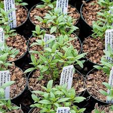 Image result for Satureja hortensis