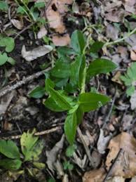 Attēlu rezultāti vaicājumam “Cerastium sylvaticum”