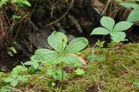 Attēlu rezultāti vaicājumam “Paris quadrifolia”