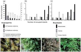 Attēlu rezultāti vaicājumam “Calliergon megalophyllum”