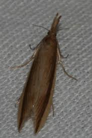 Attēlu rezultāti vaicājumam “Donacaula mucronella”