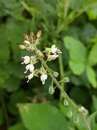 Attēlu rezultāti vaicājumam “Circaea lutetiana bud”