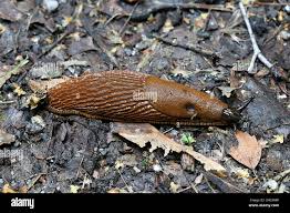 Attēlu rezultāti vaicājumam “Arion lusitanicus”